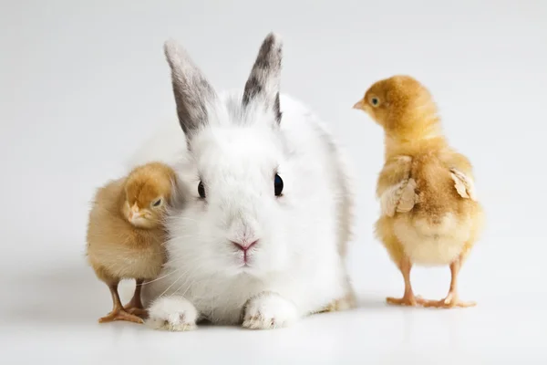 Feliz Páscoa, Chick in bunny — Fotografia de Stock