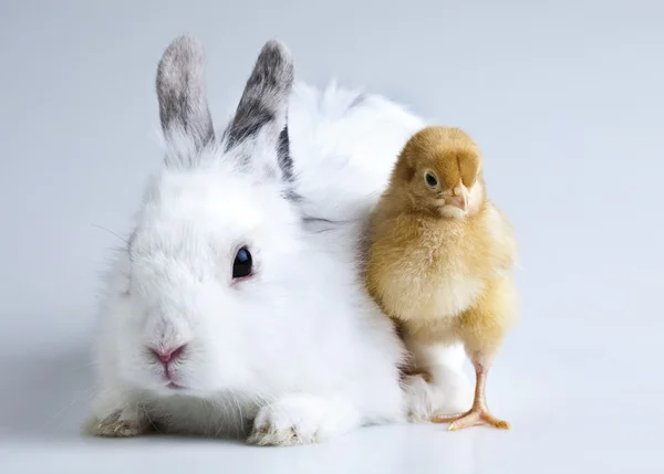 Vrolijk Pasen, chick in bunny — Stockfoto