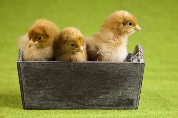 stock image Baby chick