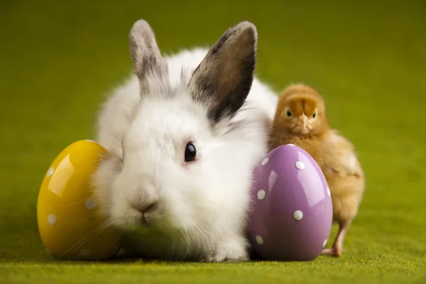Feliz Pascua animal, Pollito en conejo — Foto de Stock