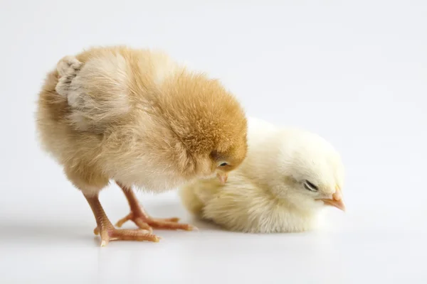 Baby-kylling – stockfoto