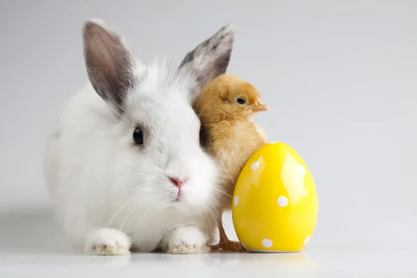 Feliz Pascua animal, Pollito en conejo —  Fotos de Stock