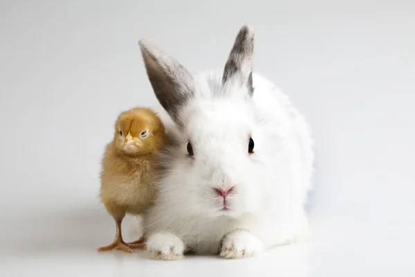 Счастливое пасхальное животное, цыпленок в кролике — стоковое фото
