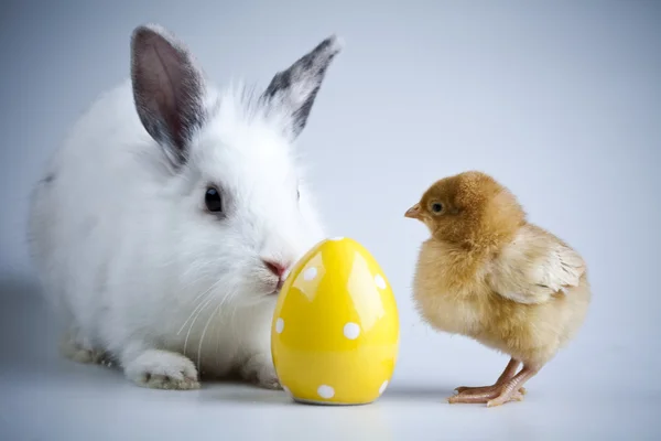 Happy Easter animal, Chick in bunny — Zdjęcie stockowe