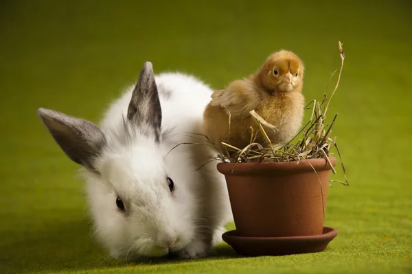 Feliz Páscoa animal, Pintainho no coelho — Fotografia de Stock