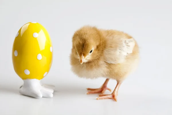 Young Chick — Stock Photo, Image