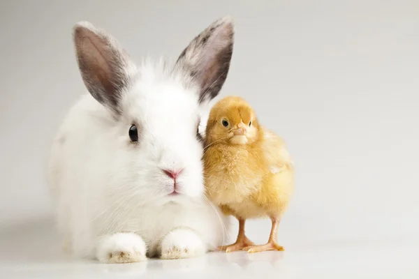 Feliz Páscoa, Chicke in bunny — Fotografia de Stock