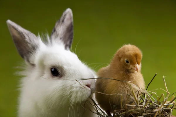 Joyeuses Pâques, Chicke en lapin — Photo