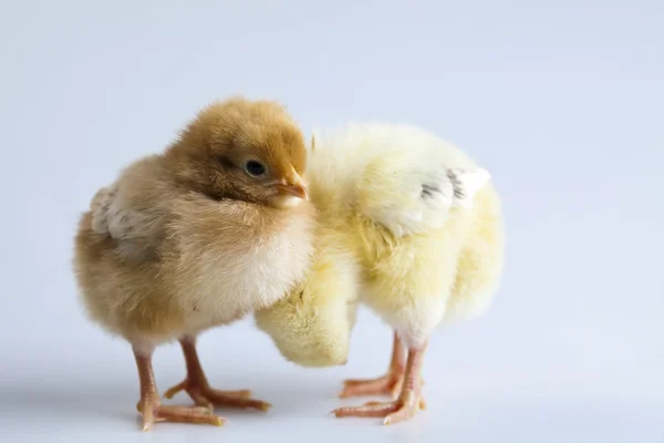 Young Chick — Stock Photo, Image