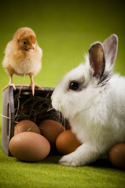 Vrolijk Pasen, chicke in bunny — Stockfoto