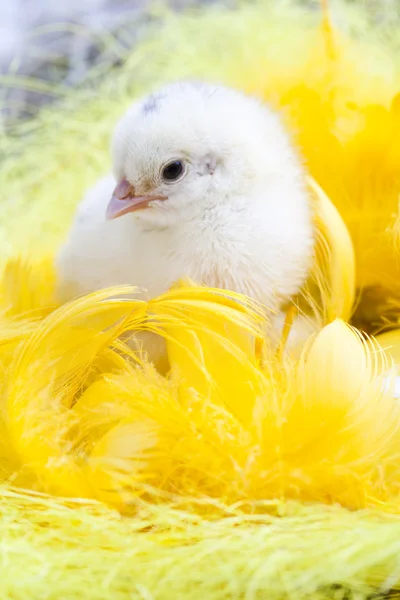 Pasqua giovane pulcino — Foto Stock
