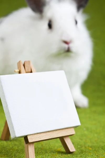 Carino coniglietto — Foto Stock