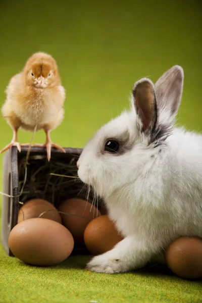Happy Easter animal — Stock Photo, Image