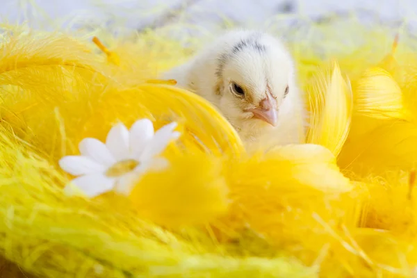 Baby chick — Stockfoto