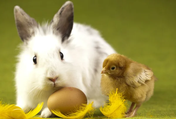 Feliz Pascua, Chicke in bunny —  Fotos de Stock