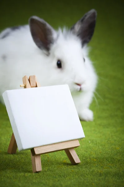 Bunny on table — Stock Photo, Image