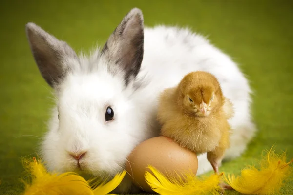 Conejo en el polluelo —  Fotos de Stock