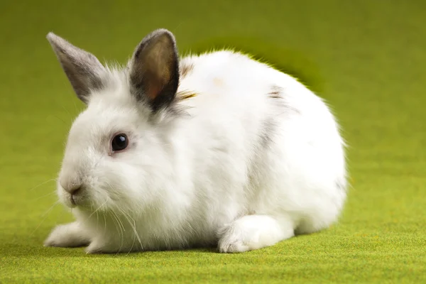 Green background and bunny — Stock Photo, Image
