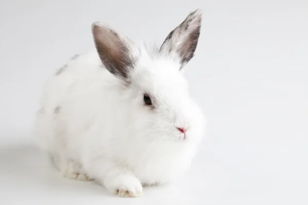 이 귀여운 토끼 — 스톡 사진