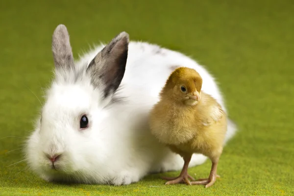 Feliz Pascua, Chick in bunny — Foto de Stock