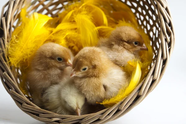 Easter young chick — Stock Photo, Image
