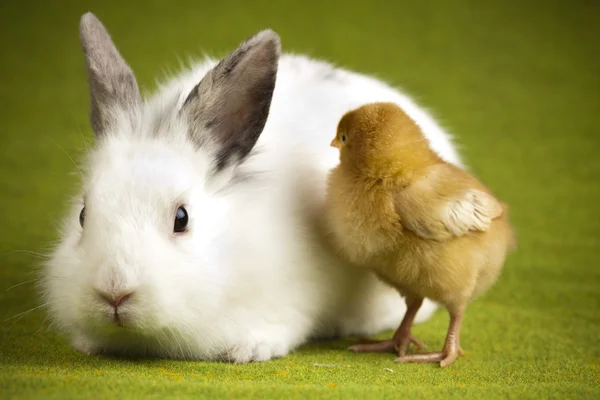 Feliz Pascua, Chick in bunny —  Fotos de Stock