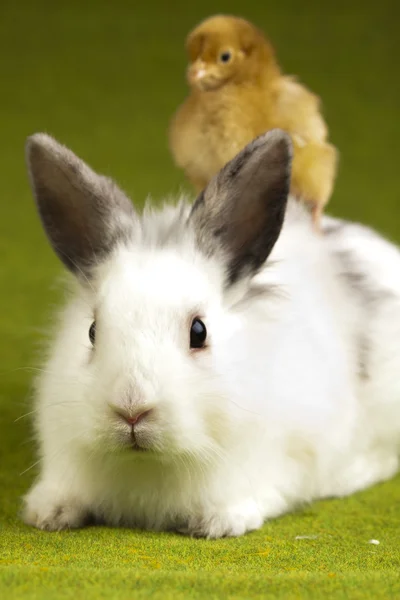 Mutlu Paskalya tavşanı chick — Stok fotoğraf
