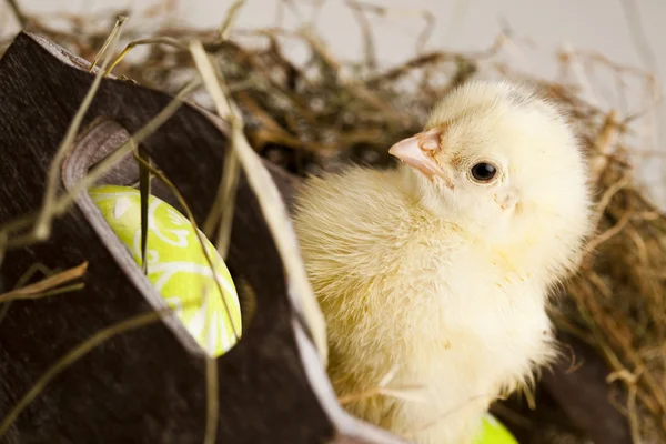 stock image Easter young chick