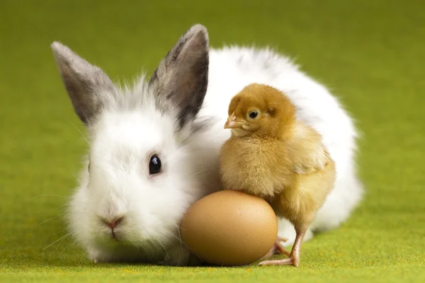 Chick en bunny — Stockfoto