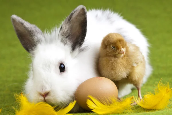 Chick and bunny — Stock Photo, Image