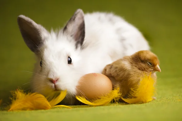 Chick y Bunny —  Fotos de Stock