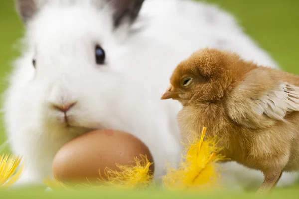 Chick and bunny — Stock Photo, Image