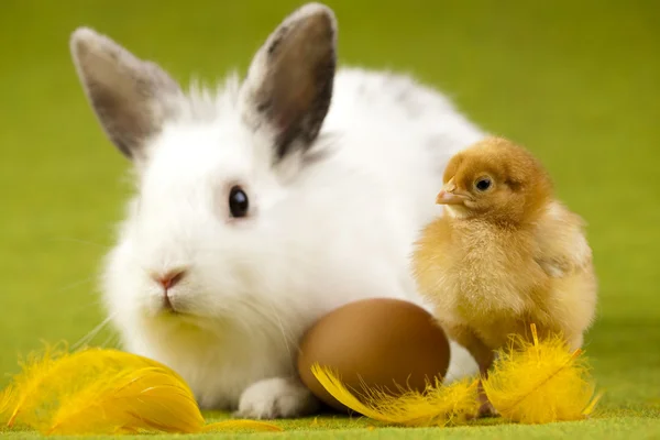 Veselé Velikonoce, kuřata v zajíček — Stock fotografie