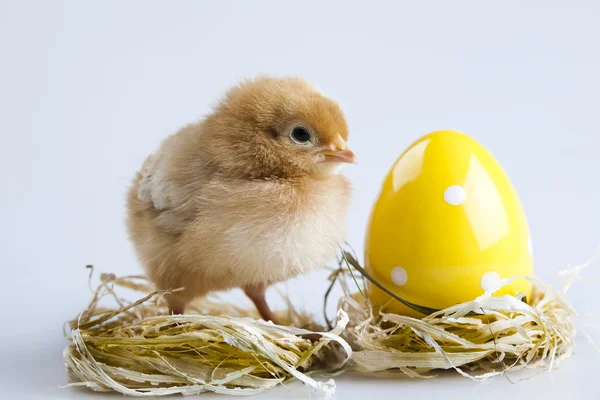 Young Chick Portrait — Stock Photo, Image