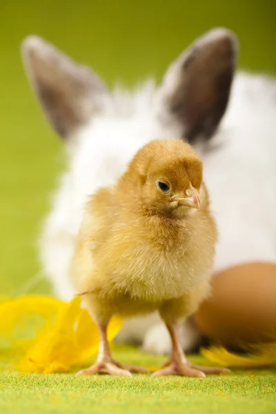 Happy Easter, Chickens in bunny — Stock Photo, Image