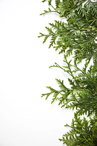 가문비나무와 크리스마스 — 스톡 사진