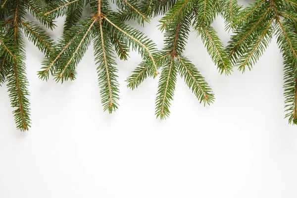 Spruce on the white background — Stock Photo, Image