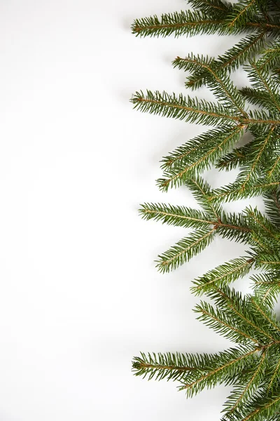 가문비나무와 크리스마스 — 스톡 사진