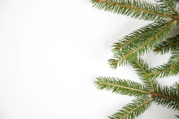 Spruce and Christmas — Stock Photo, Image