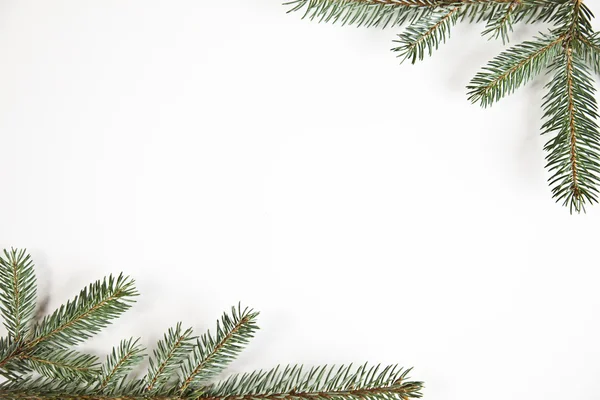 Spruce and Christmas — Stock Photo, Image
