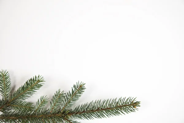 Spruce on the white background — Stock Photo, Image