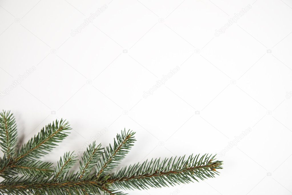 Spruce on the white background