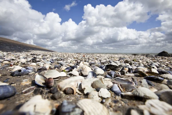 stock image Sea shell on the beach