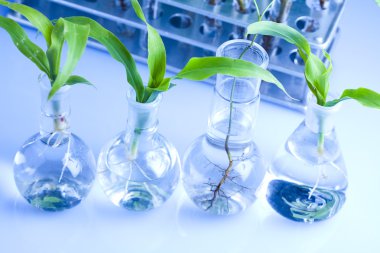 Ecology laboratory experiment in plants clipart