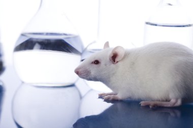 Laboratory rat clipart