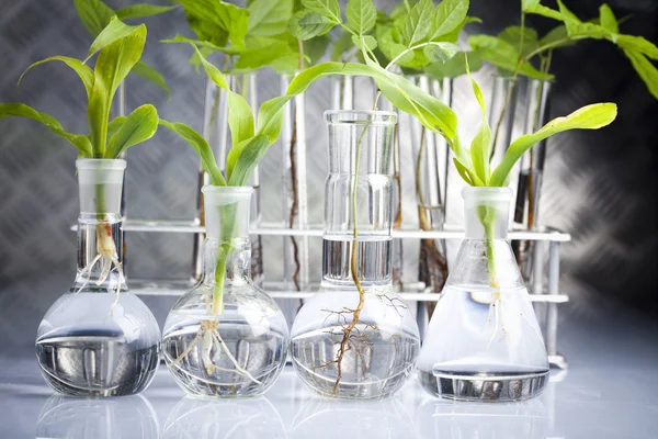 Laboratóriumi növény — Stock Fotó