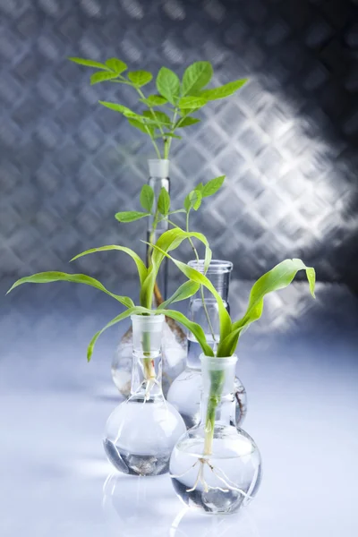 식물 실험실 — 스톡 사진