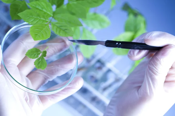 A laboratóriumi és a növények — Stock Fotó