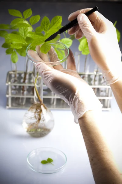 Arbetar i ett laboratorium och växter — Stockfoto