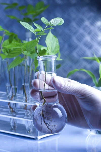 Werken in een laboratorium en planten — Stockfoto